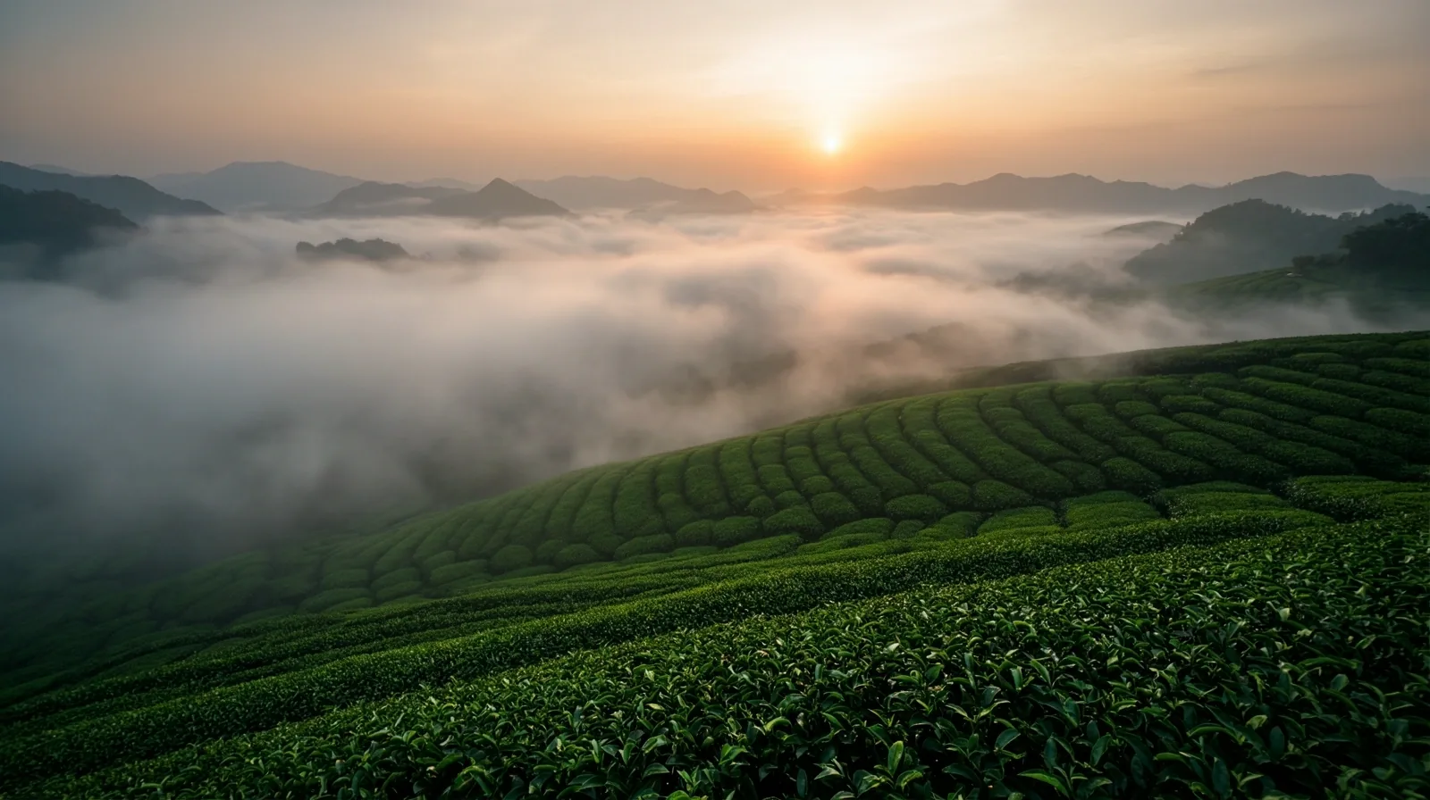 台灣高山茶園清晨景觀